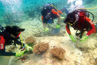 Coral returned in the Coral Restoration Project
